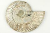 Cut & Polished Ammonite Fossil (Half) - Madagascar #200065-1